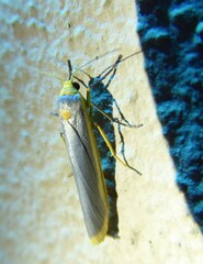 Sozusa scutellata