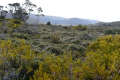 Gleichenia alpina