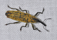 Lixus iridis