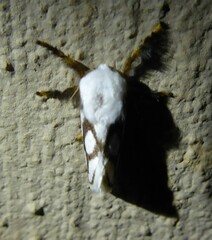 Parapluda invitabilis