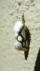 Parapluda invitabilis