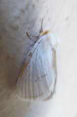 Phiala