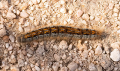 Malacosoma californica