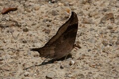 Marpesia furcula