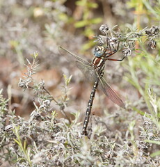 Spinaeschna tripunctata