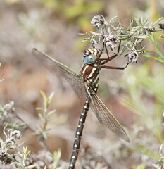 Spinaeschna tripunctata