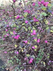 Symphoricarpos × chenaultii