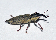 Lixus mucronatus