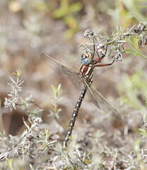 Spinaeschna tripunctata