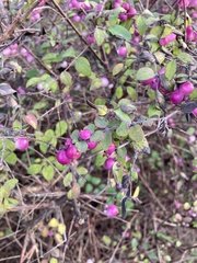 Symphoricarpos × chenaultii