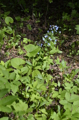 Brunnera sibirica