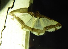 Ligdia batesii