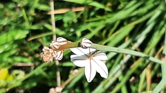 Asphodelus fistulosus