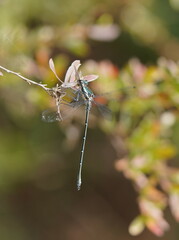 Austroargiolestes icteromelas
