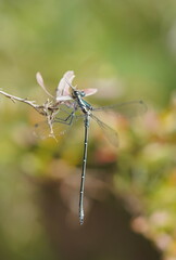 Austroargiolestes icteromelas