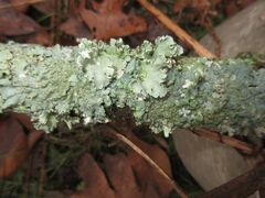 Punctelia caseana