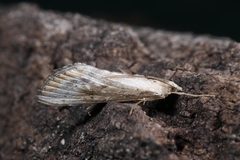 Evergestis isatidalis