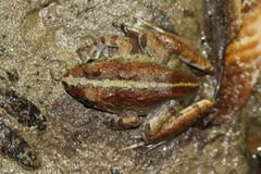 Limnonectes