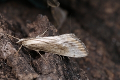 Evergestis isatidalis