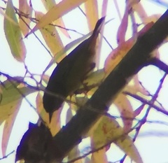 Leiothlypis celata