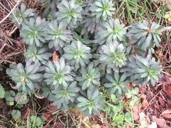 Euphorbia amygdaloides