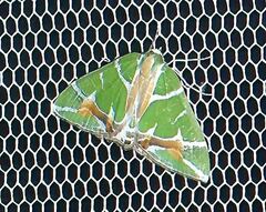 Chlorodes boisduvalaria