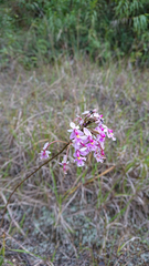 Epidendrum calanthum