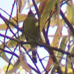 Leiothlypis celata