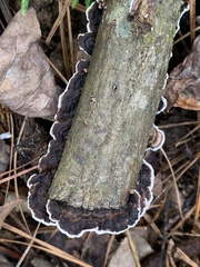 Nigroporus vinosus