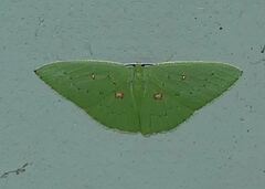 Comostola leucomerata