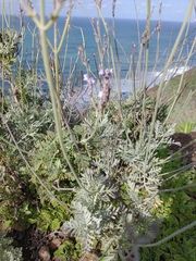 Lavandula buchii image