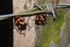 Scaphidomorphus bosci