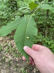 Phylloxera caryaeglobuli