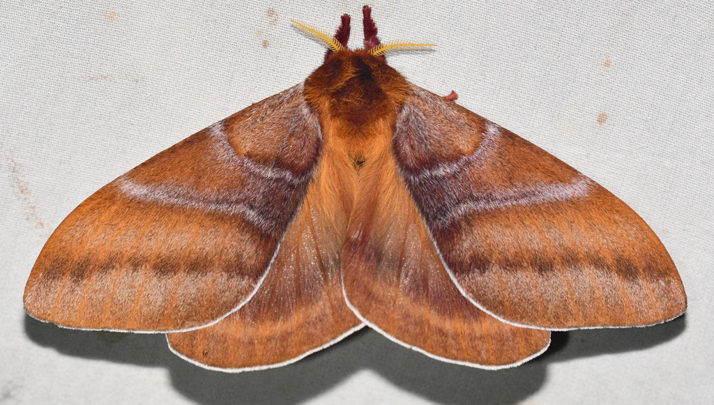 Dirphia confluens