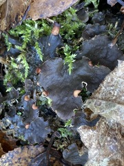 Peltigera horizontalis