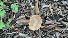 Lactarius chrysorrheus