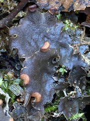 Peltigera horizontalis