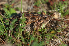 Discoglossus galganoi