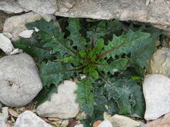 Crepis vesicaria