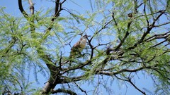 Coccyzus melacoryphus