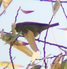Leiothlypis celata