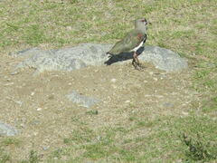 Vanellus chilensis
