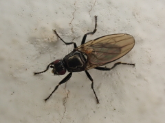 Crumomyia