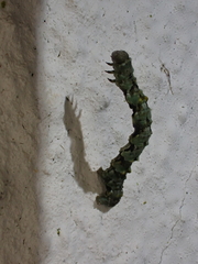 Cleorodes lichenaria