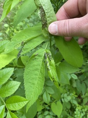 Poecilocapsus lineatus