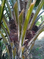 Elaeis guineensis