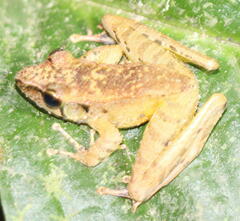Wijayarana