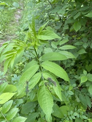 Poecilocapsus lineatus