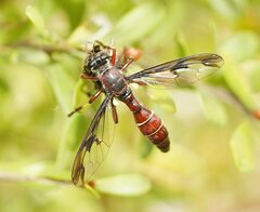 Daptolestes limbipennis