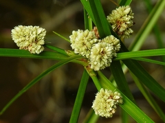 Cyperus luzulae